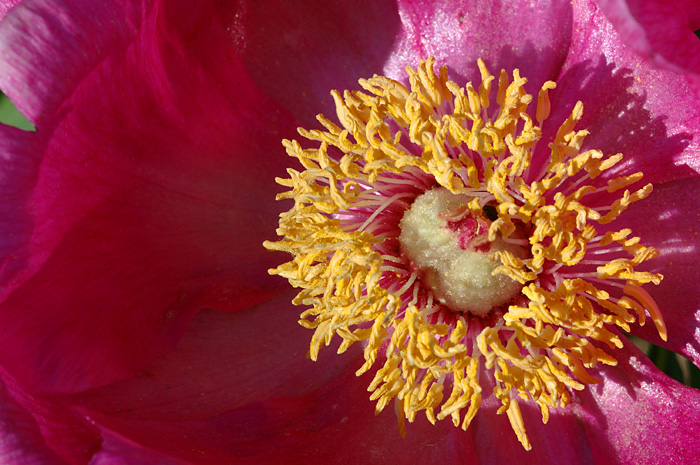 Paeonia officinalis subsp. officinalis / Peonia selvatica